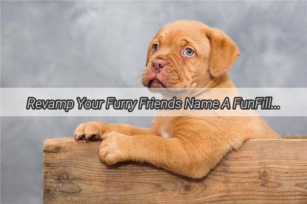 Revamp Your Furry Friends Name A FunFilled Guide to Renaming Your Dog